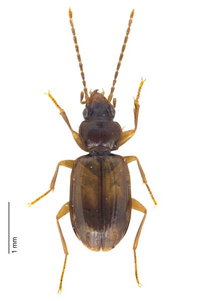 Carabes de Suisse  - Tachys fulvicollis