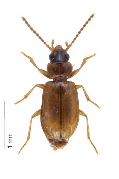 Carabes de Suisse  - Tachys micros