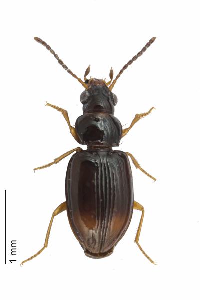 Carabes de Suisse  - Tachyura hoemorrhoidalis