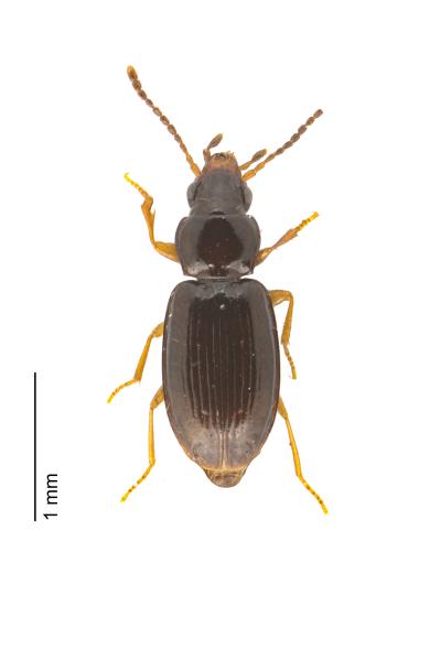 Carabes de Suisse  - Tachyura parvula