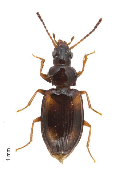 Carabes de Suisse  - Tachyura quadrisignata quadrisignata