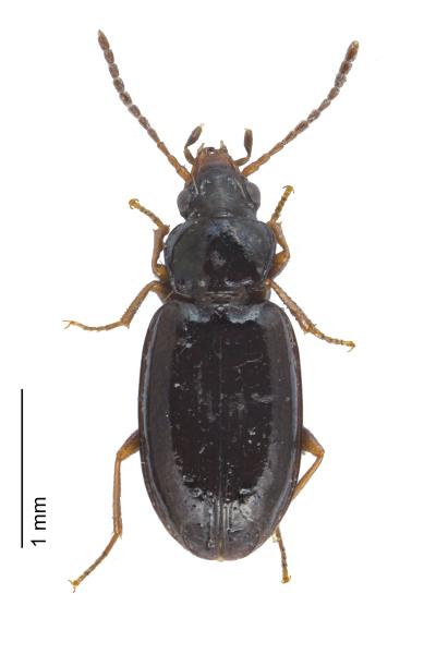 Carabes de Suisse  - Tachyura sexstriata