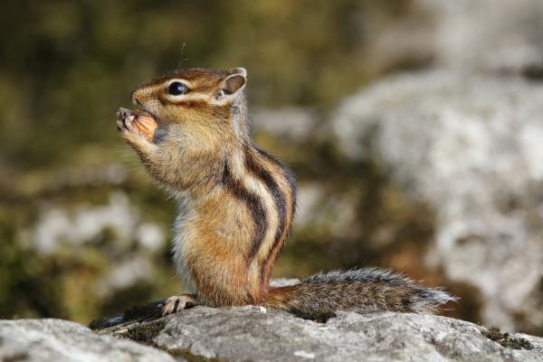 Les espèces néozones de Suisse Tamia de Sibérie - Tamias sibiricus