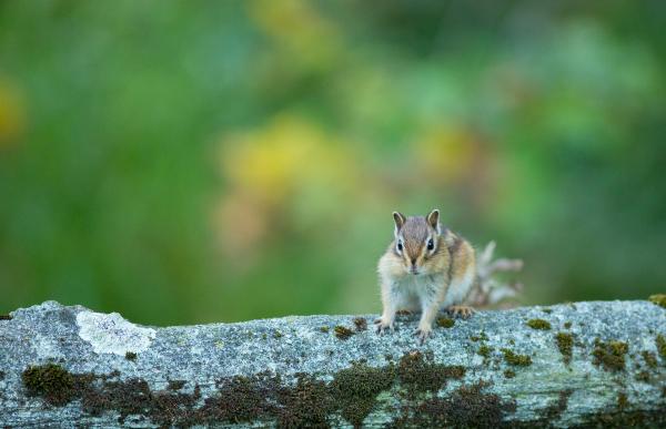 Les espèces néozones de Suisse Tamia de Sibérie - Tamias sibiricus