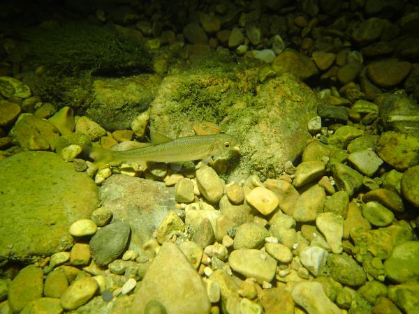 Poissons de Suisse Blageon  - Telestes souffia 