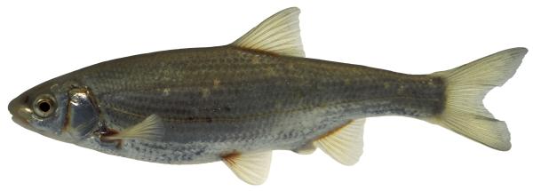 Poissons de Suisse Blageon  - Telestes souffia 
