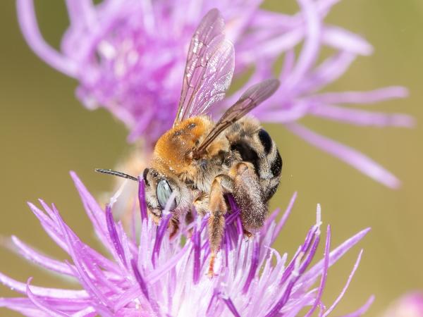 Les abeilles sauvages de Suisse Eucère des centaurées - Tetralonia dentata