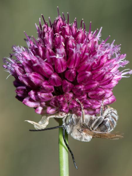 Les abeilles sauvages de Suisse Eucère des centaurées - Tetralonia dentata