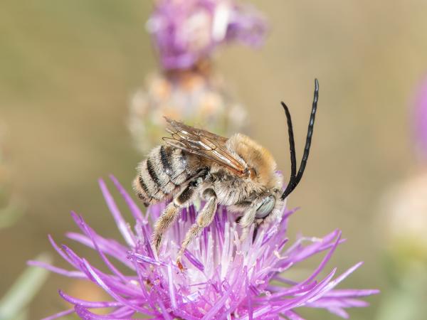 Les abeilles sauvages de Suisse Eucère des centaurées - Tetralonia dentata