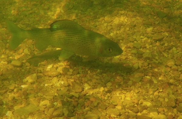Fischen der Schweiz Äsche  - Thymallus thymallus 