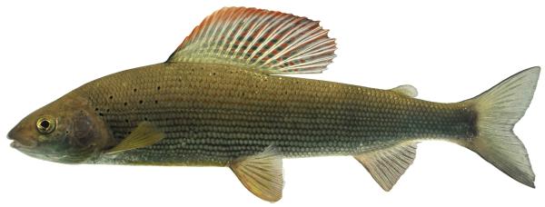 Fischen der Schweiz Äsche  - Thymallus thymallus 