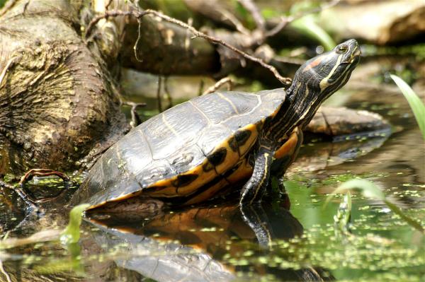  Rotwangen-Schmuckschildröte - Trachemys scripta elegans