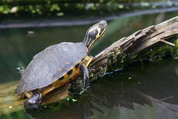  Rotwangen-Schmuckschildröte - Trachemys scripta elegans