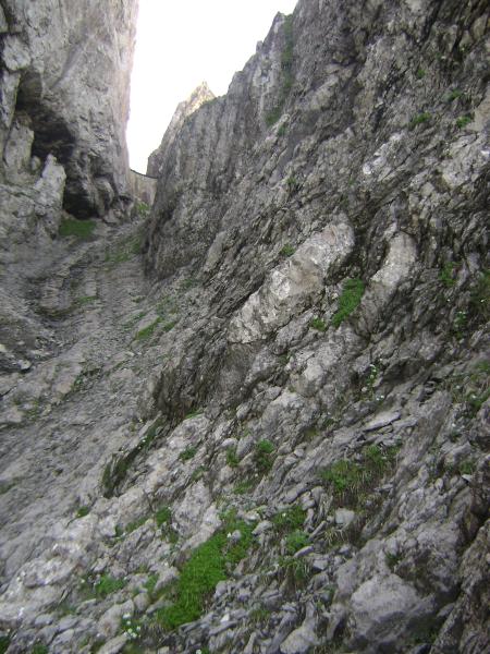   - Trechus schyberosiae