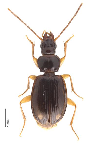   - Trechus binotatus