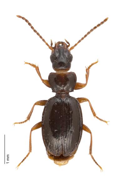   - Trechus glacialis