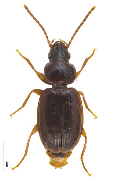   - Trechus obtusus obtusus