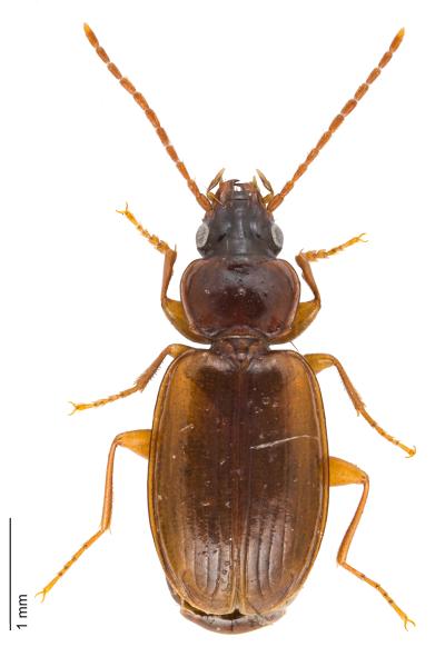   - Trechus quadristriatus