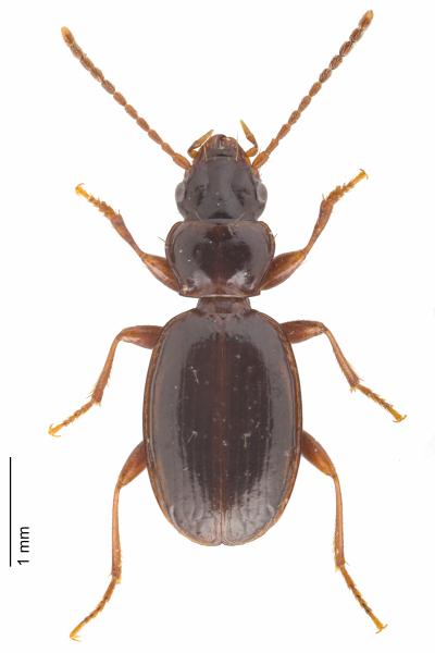   - Trechus schyberosiae