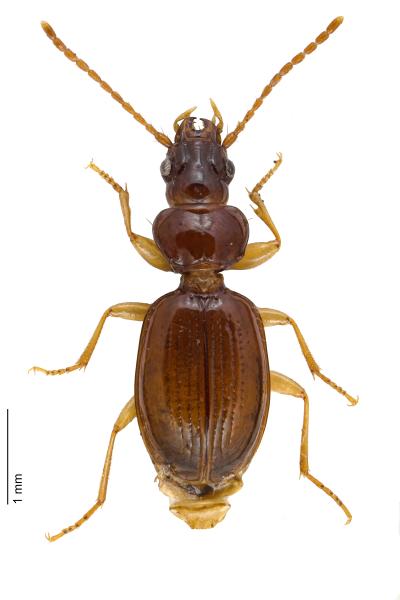   - Trechus secalis secalis