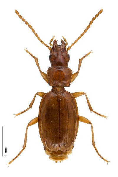   - Trechus strigipennis