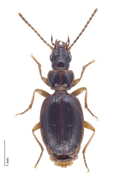  - Trechus tenuilimbatus