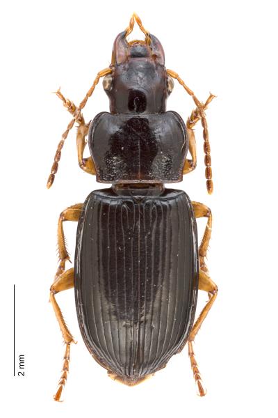 Carabes de Suisse  - Trichotichnus laevicollis
