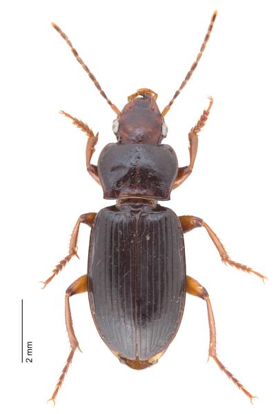 Carabes de Suisse  - Trichotichnus rimanus
