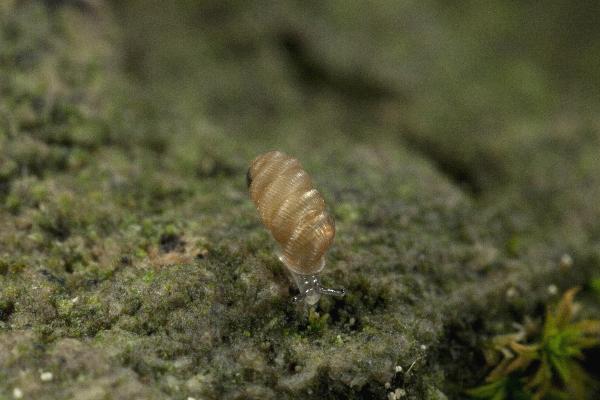 Mollusken der Schweiz Kleine / Helle Zylinderwindelschnecke - Truncatellina  claustralis 