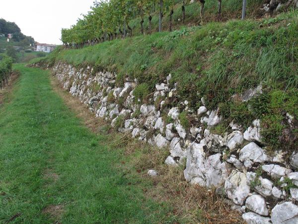 Mollusken der Schweiz Kleine / Helle Zylinderwindelschnecke - Truncatellina  claustralis 