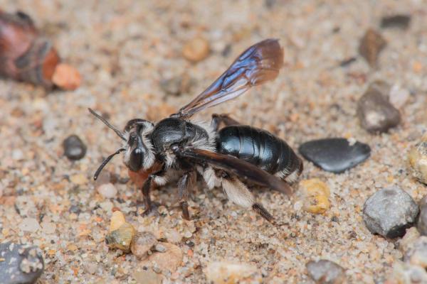 Wildbienen der Schweiz  - Andrena agilissima