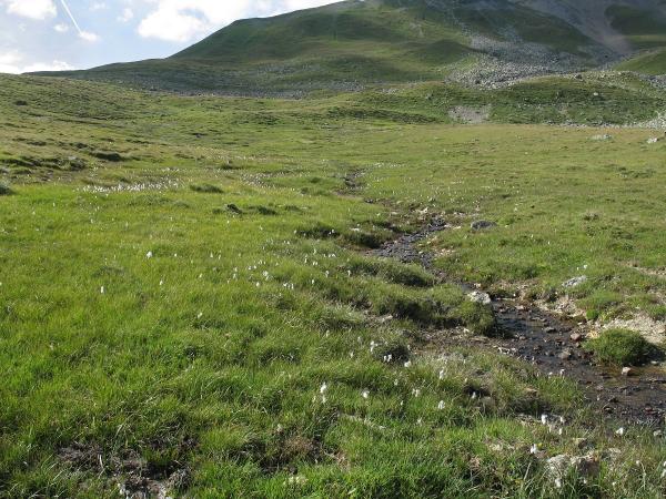 Mollusken der Schweiz Blanke Windelschnecke - Vertigo genesii