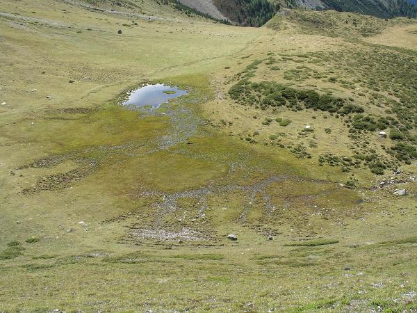 Mollusken der Schweiz Blanke Windelschnecke - Vertigo genesii