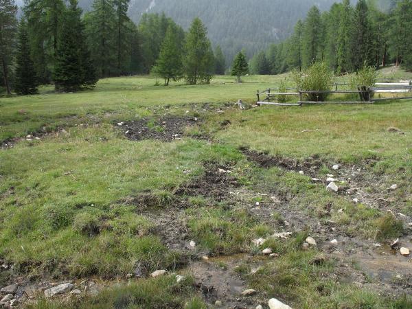 Mollusken der Schweiz Blanke Windelschnecke - Vertigo genesii