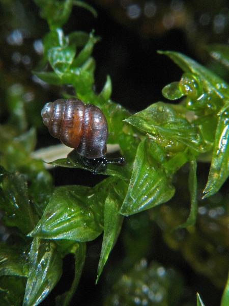 Mollusken der Schweiz Vierzähnige Windelschnecke - Vertigo   geyeri