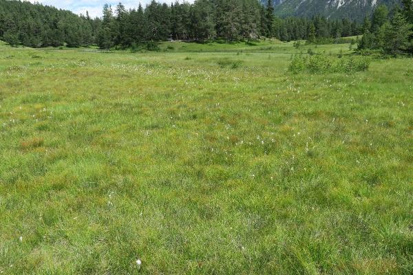 Mollusken der Schweiz Vierzähnige Windelschnecke - Vertigo   geyeri
