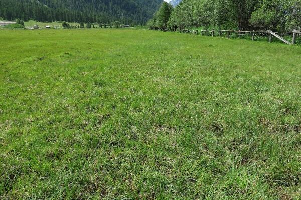 Mollusken der Schweiz Vierzähnige Windelschnecke - Vertigo   geyeri