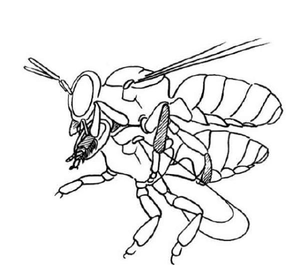 Wildbienen der Schweiz  - Megachile willughbiella