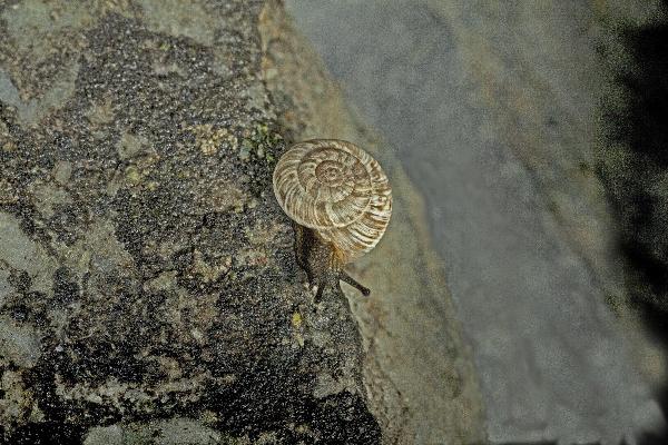 Mollusken der Schweiz Zwergheideschnecke - Xerocrassa  geyeri