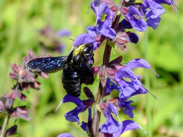 Les abeilles sauvages de Suisse Xylocope violette - Xylocopa violacea