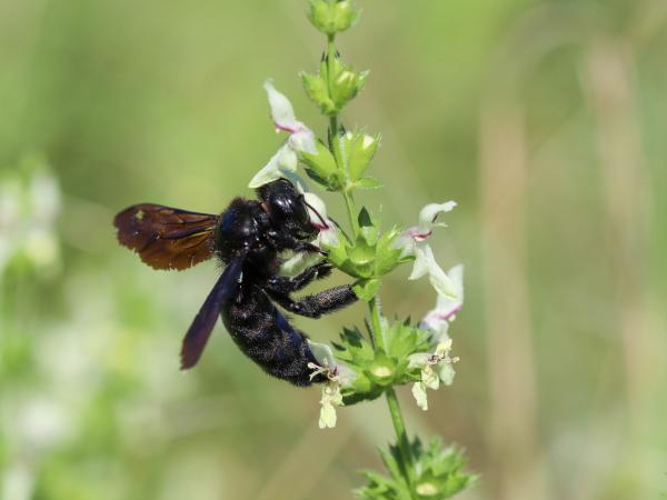 Les abeilles sauvages de Suisse Xylocope violette - Xylocopa violacea