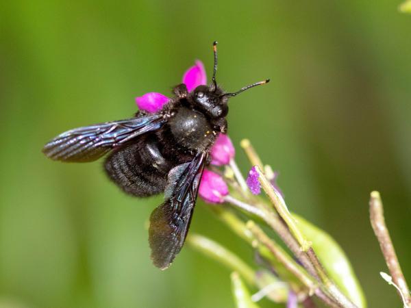 Les abeilles sauvages de Suisse Xylocope violette - Xylocopa violacea