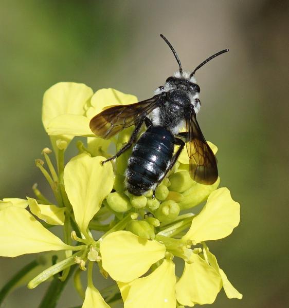 Wildbienen der Schweiz - Andrena agilissima