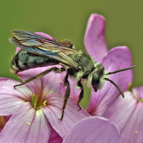 Wildbienen der Schweiz - Andrena minutuloides