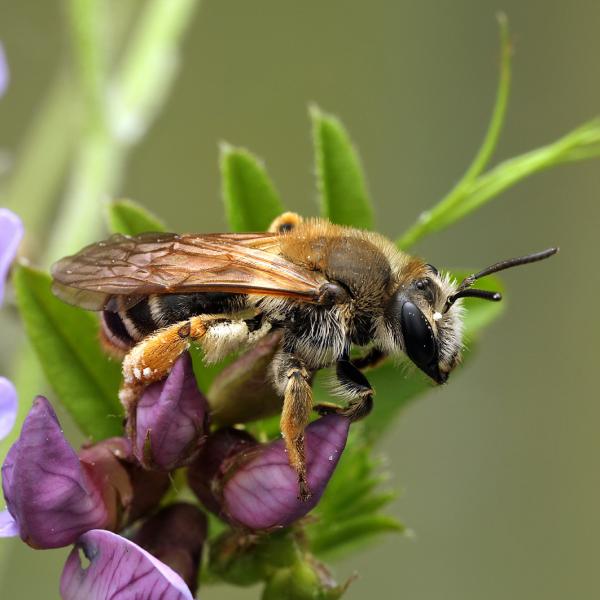 Andrena Lathyri