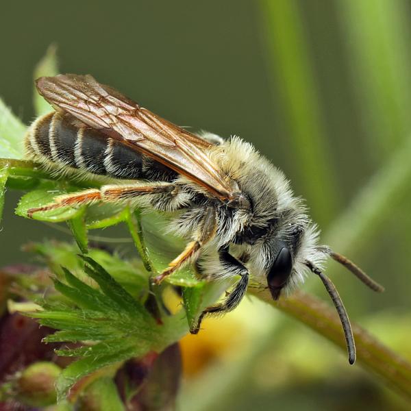 Andrena Lathyri (M)