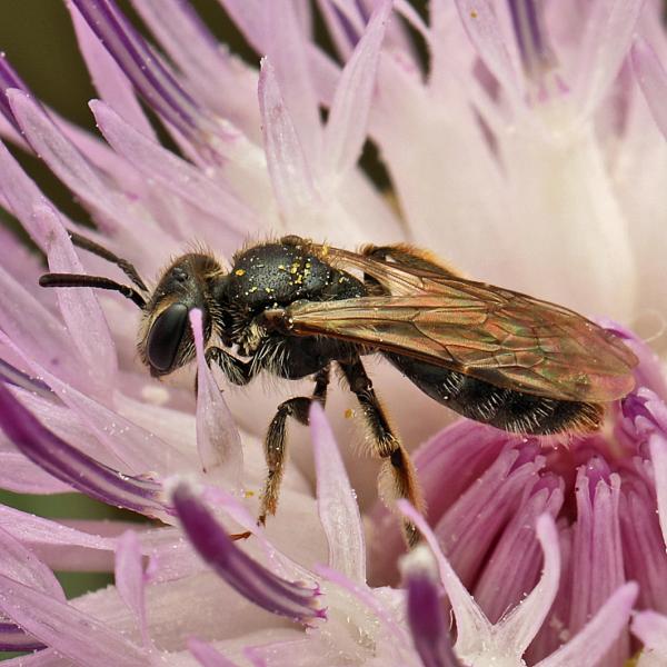 Wildbienen der Schweiz - Andrena minutuloides