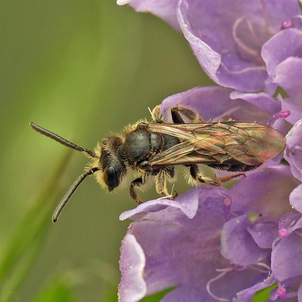 Les abeilles sauvages de Suisse - Micrandrena minutuloides