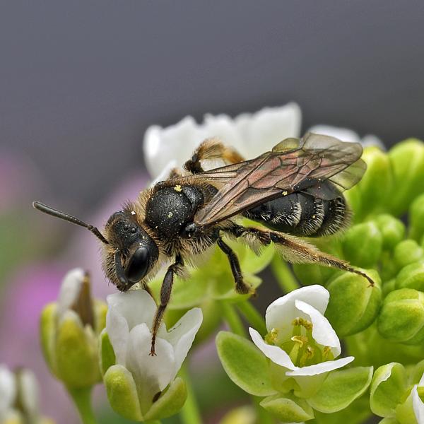 Les abeilles sauvages de Suisse - Andrena nana