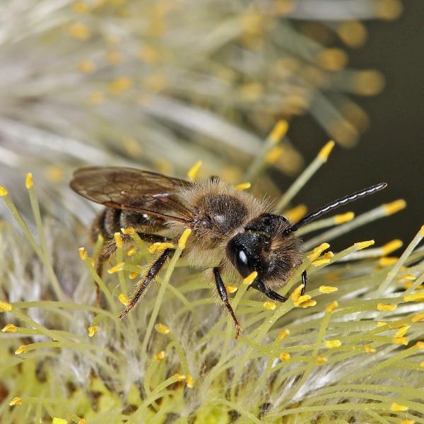 Andrena Trimmerana –&nbsp;Mâle de la génération printanière